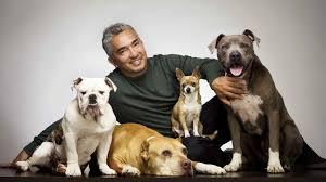 Veterinarias Sin datos  canino